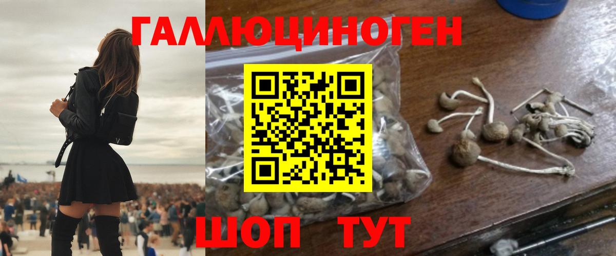 Галлюциногенные грибы Psilocybine cubensis Гусев