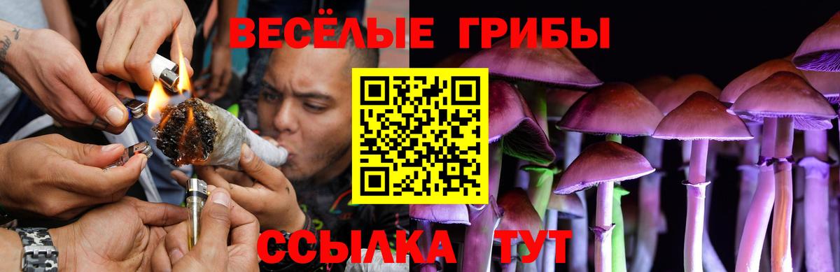Гусев  Псилоцибиновые грибы прущие грибы  Вход с VPN 